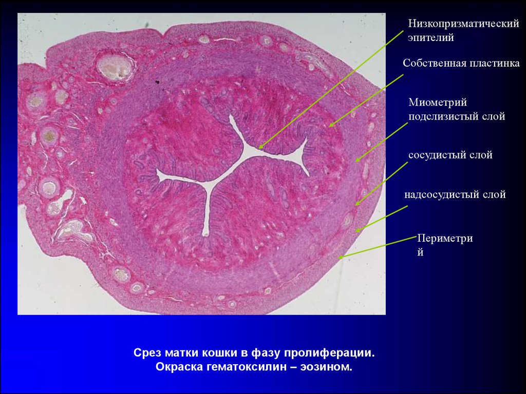 Матка гистология рисунок