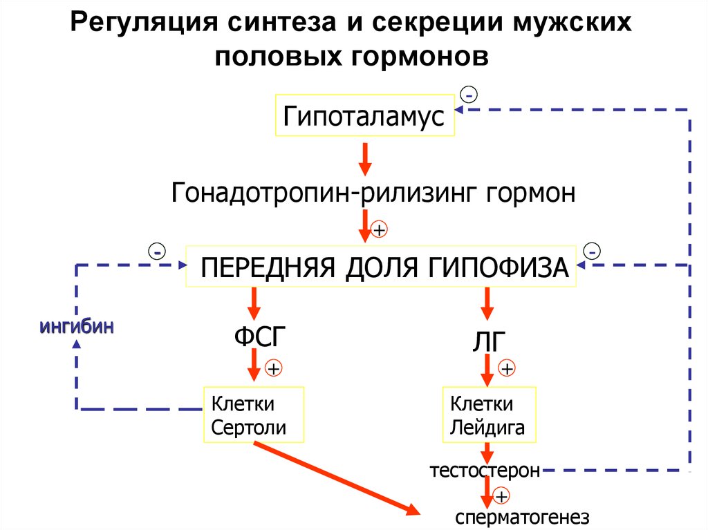 Схема образования андрогенов - 95 фото