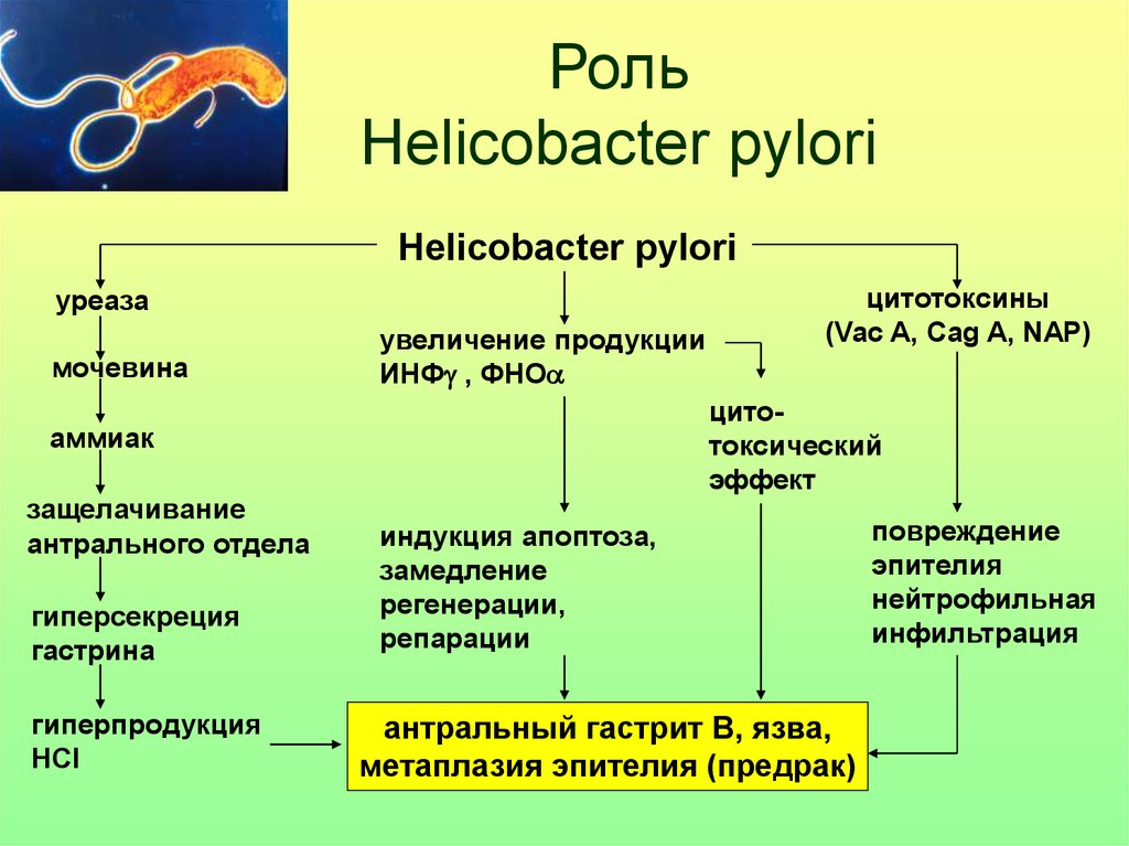 Helicobacter pylori gases foro