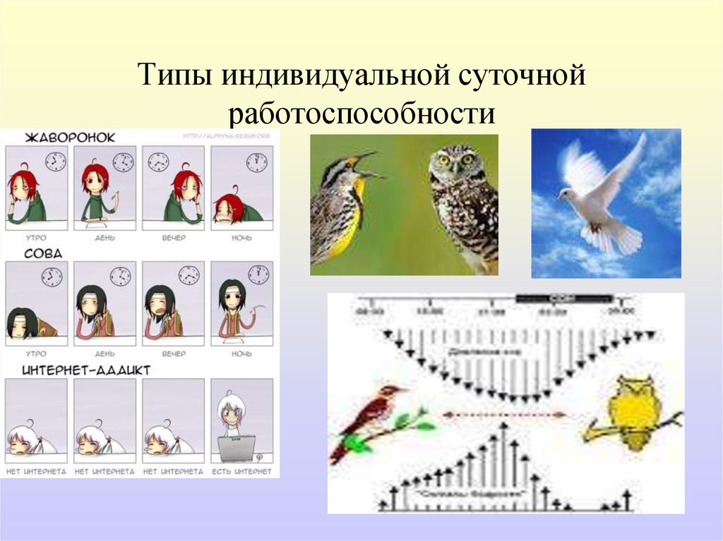 Секреты биологических часов человека у жаворонков и сов презентация