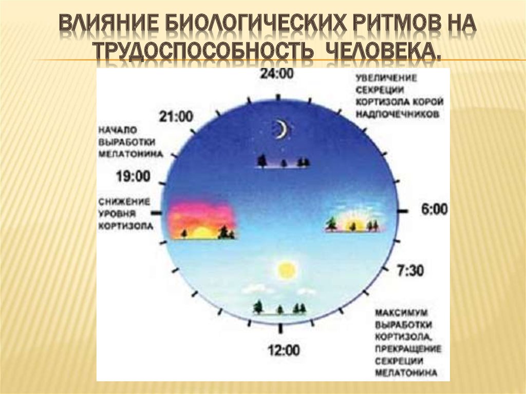 Бодрствование и сон схема