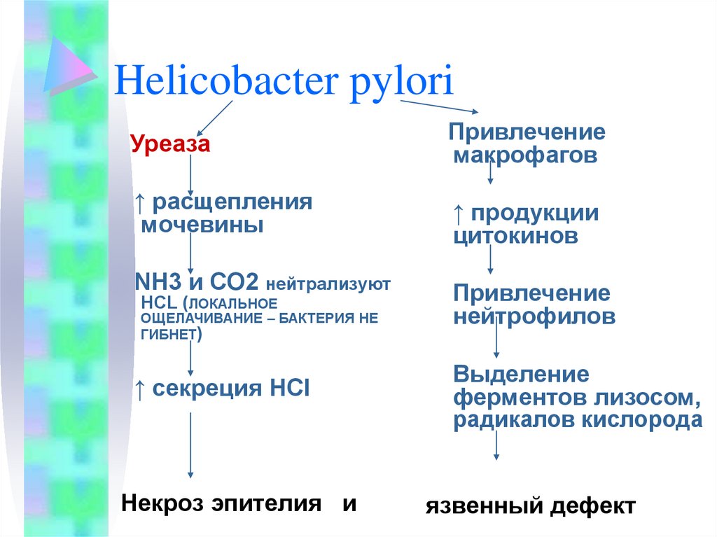 Que medico trata el helicobacter pylori