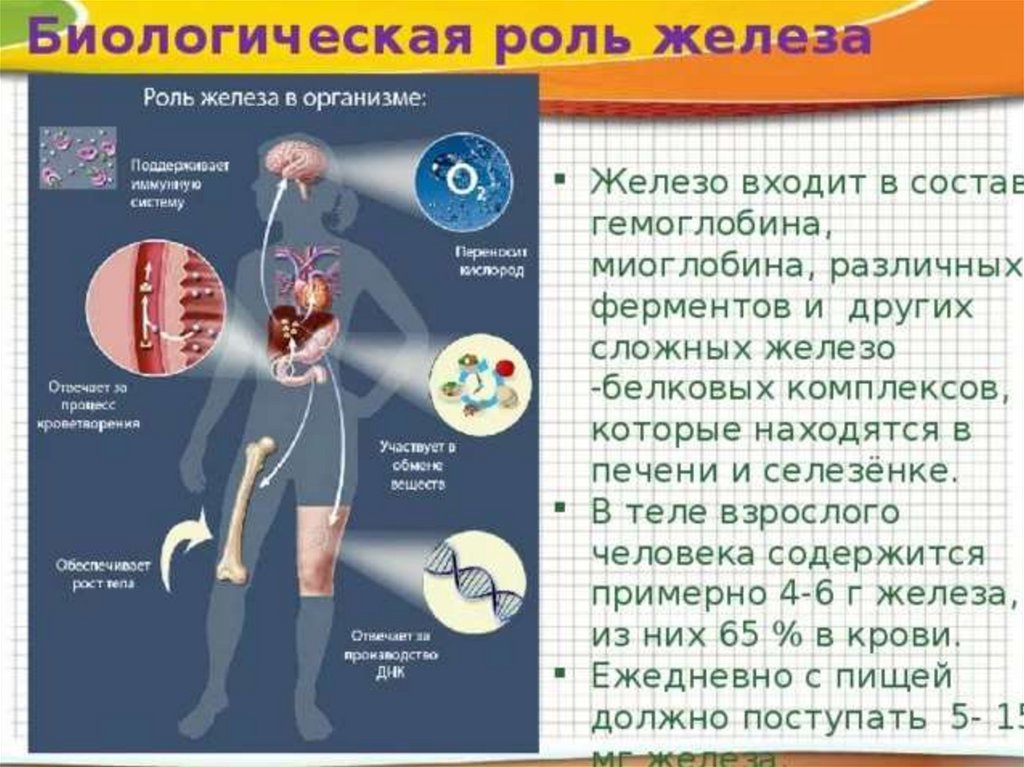 Железо в нашей жизни проект по химии