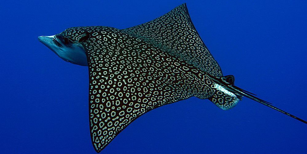 Spotted Eagle ray Pack