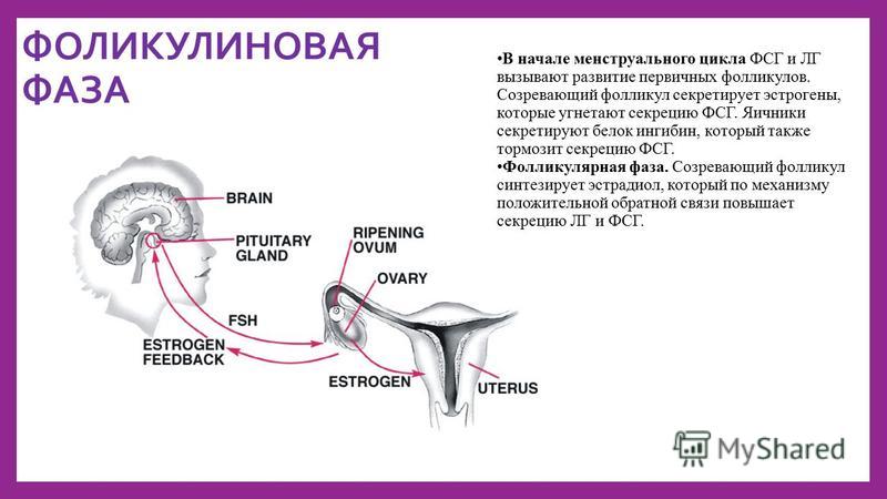 Фолликул фаза. Фолликулярная фаза лютеиновая фаза овуляционная фаза. Фолликулярная фаза менструационного цикла гормоны. В 1 фазу менструационного цикла в яичнике вырабатывается гормон. Фаза средней и поздней секреции менструационного цикла.