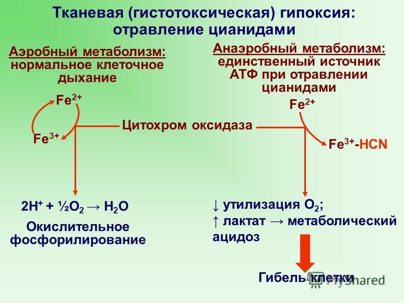 Механизм развития дыхательной гипоксии. Тканевая гипоксия отравление цианидами. Причины тканевой гипоксии. Патогенез тканевой гипоксии. Гипоксия при отравлении цианидами.