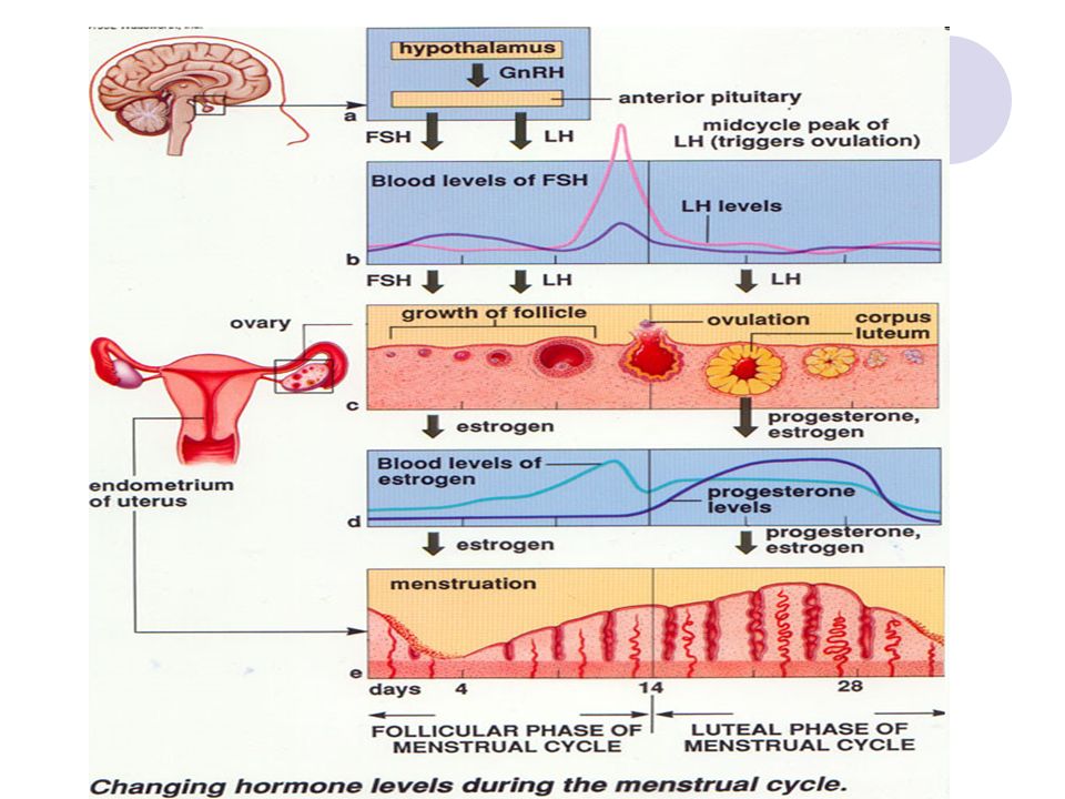 Почему после эндометрия. Гиперпластические процессы эндометрия этиология. Механизмы развития железистой гиперплазии эндометрия.. Патогенез гиперплазии эндометрия. Гиперплазия эндометрия этиология.