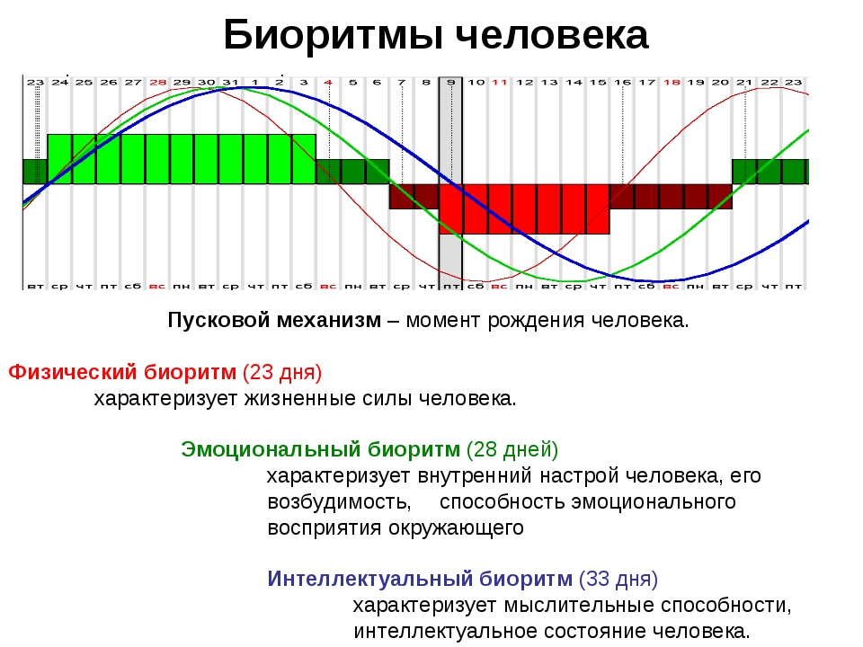 Биоритмы проект 10 класс