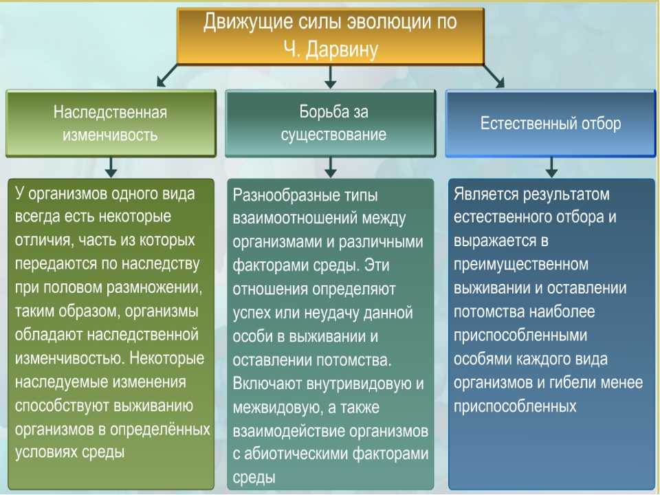 Определить какой эволюционный процесс изображен на схеме что является движущими силами факторами