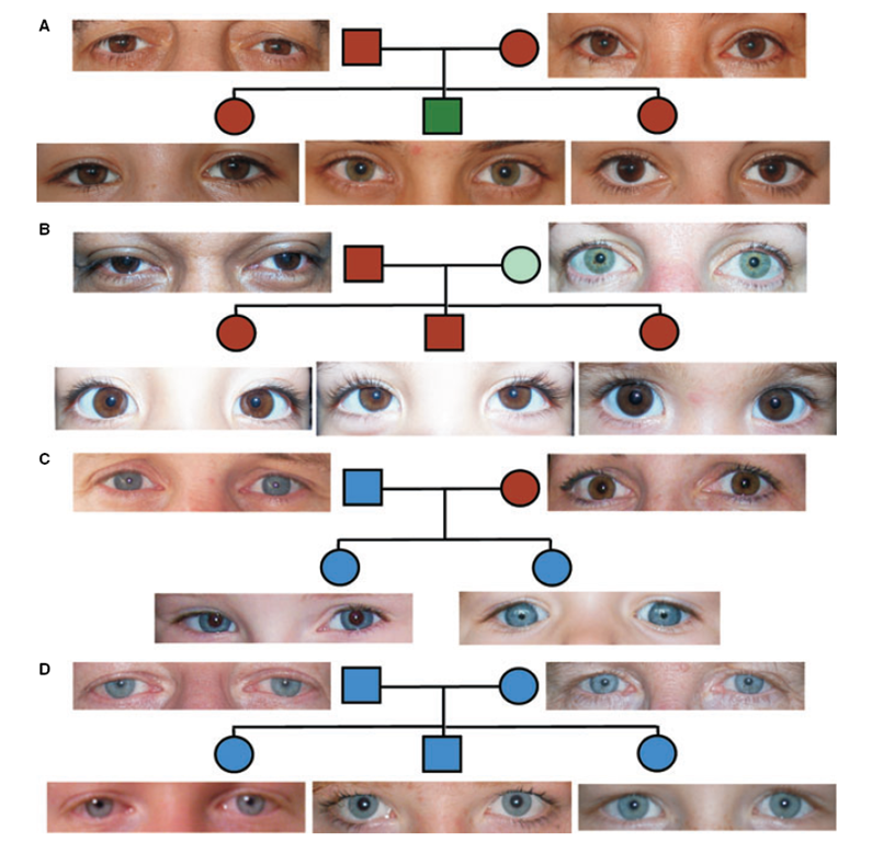 Может ли родиться светловолосый и голубоглазый ребенок. Наследование цвета глаз. Таблица наследования цвета глаз. Цвет глаз генетика. Смешение цвета глаз.