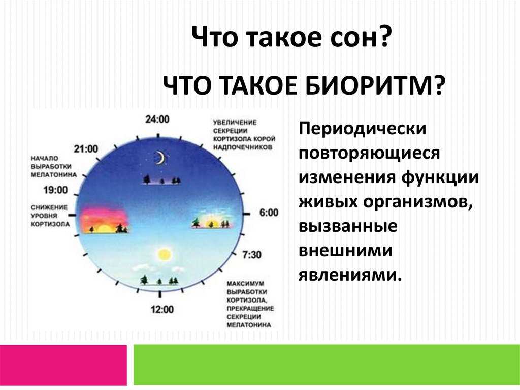 Схема циркадного ритма человека биологические часы и примерный суточный ритм органов