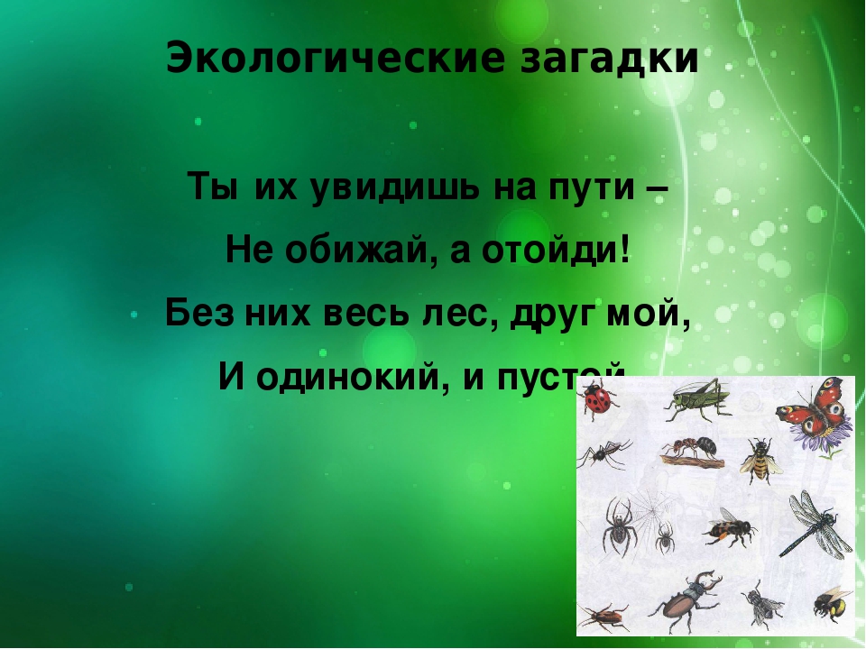 Загадки по экологии для дошкольников с картинками