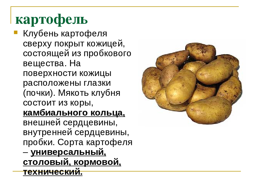 В каких продуктах есть картофель. Внешний вид картошки. Клубень картошки. Внешний вид клубня картофеля. Картофель презентация.