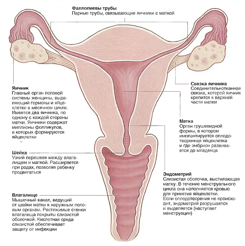 Схема матки и яичников