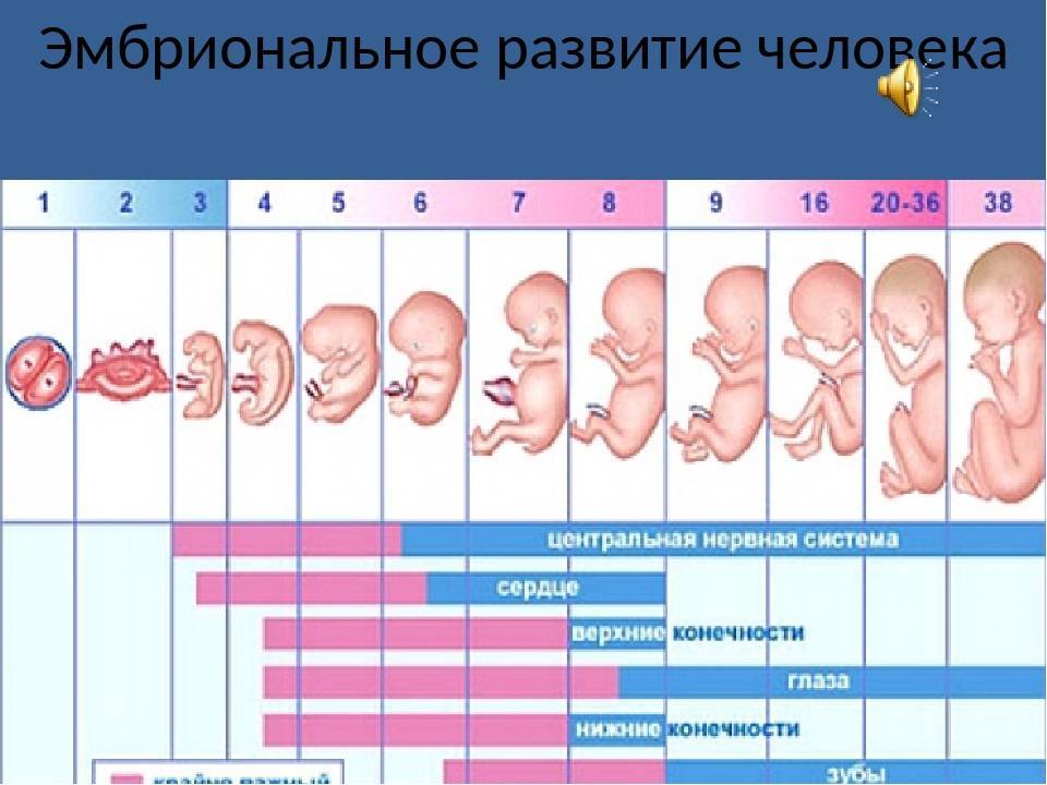 Будет в 44 неделе. Периоды развития плода по неделям в картинках. Этапы формирования плода в утробе матери. Формирование эмбриона по неделям. Формирование органов у плода по неделям.